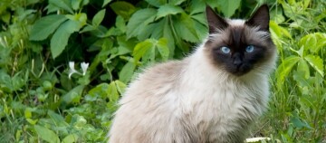 Puszysty kot syjamski z niebieskimi oczami siedzi na zielonej trawie w ogrodzie
