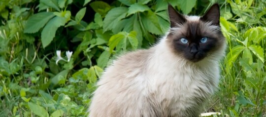 Flauschige Siamkatze mit blauen Augen sitzt auf grünem Gras im Garten