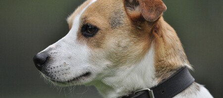 Eine Nahaufnahme eines Jack Russell Terriers.