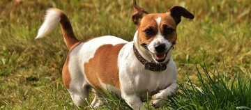 Kleine bruin-witte Jack Russell Terrier hond speelt vrolijk in een groen grasveld
