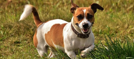 Mały pies rasy Jack Russell Terrier o brązowo-białym umaszczeniu bawi się na zielonej trawie