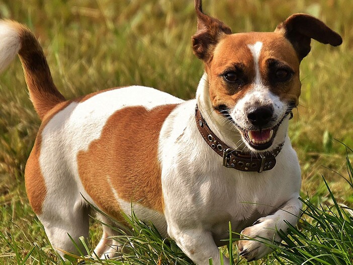 The Cheeky Jack Russell Terrier: Character & Care