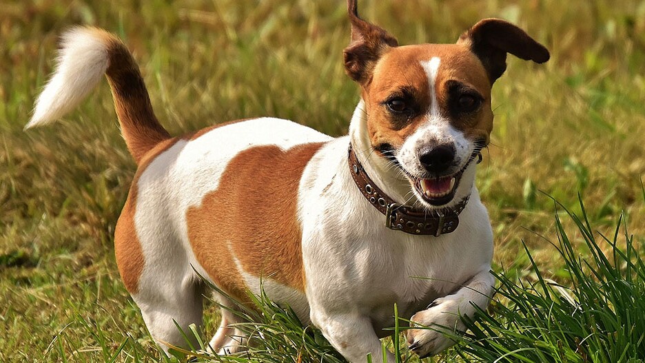 How To Calm My Jack Russell Terrier