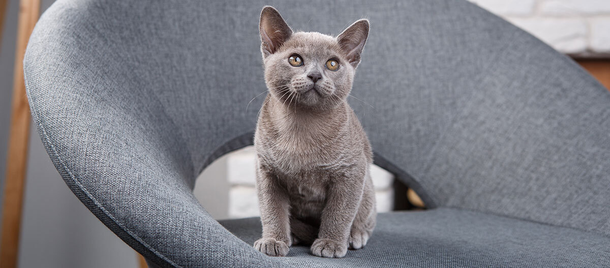 Chat Chartreux comportement et soins MAXI ZOO