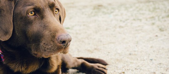 Nahaufnahme eines schokoladenbraunen Labrador Retrievers, der auf einem sandigen Boden liegt und aufmerksam schaut