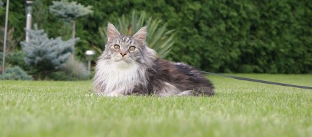 Eine Main Coon Katze liegt auf einem Rasen an einer Leine