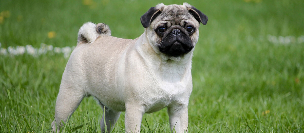 Pug pedigree cheap price