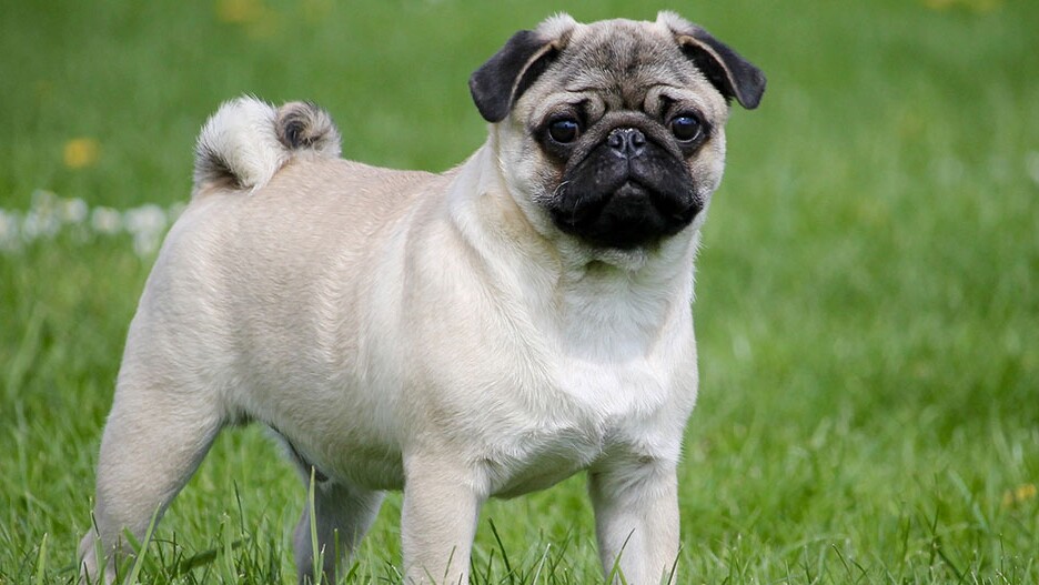 The Pug: Charmer on Four Paws. Character and Care | MAXI ZOO
