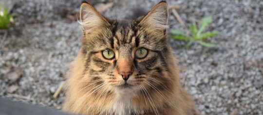 Nahaufnahme einer langhaarigen getigerten Katze mit grünen Augen und flauschigem Fell vor einem kieseligen Hintergrund