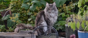 Langhaarige graue Katze sitzt im Garten auf einem Stein, umgeben von grünen Pflanzen und einem schwarzen Metallstuhl.