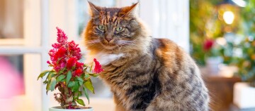 Eine Perserkatze sitzt vor einer Pflanze