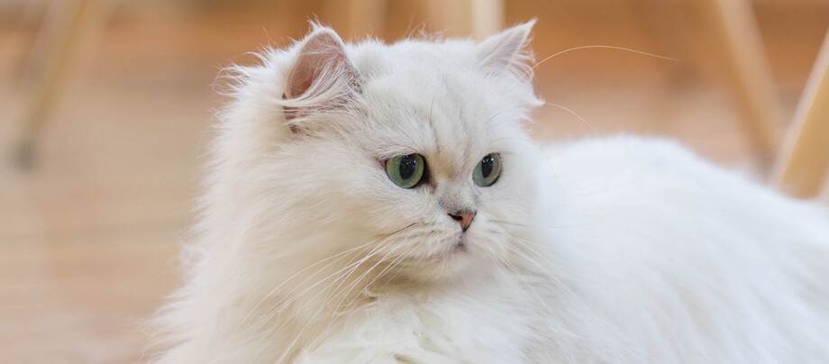 Een close up van een Perzische kat