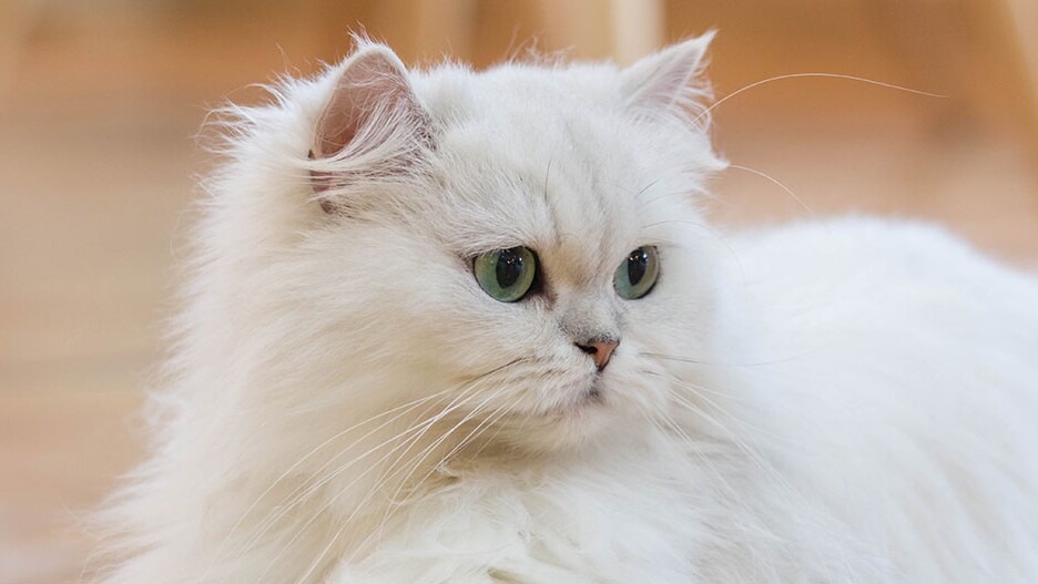 Persian Cat: Nobel & Calm. Nature, Keeping & Care | MAXI ZOO