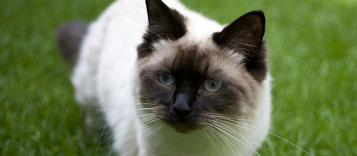 Comportement et soin du chat FRESSNAPF