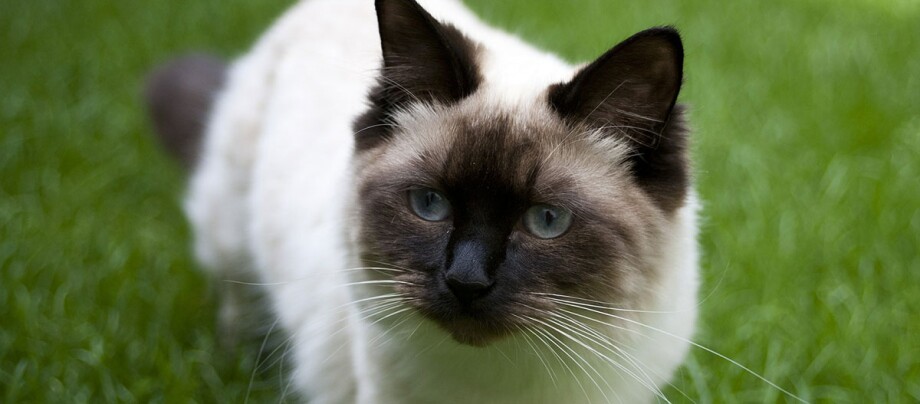 Een close-up van een Ragdoll kat
