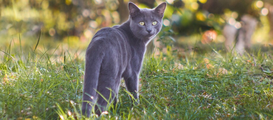Eine graue Katze steht auf einer Wiese und guckt über ihre Schulter