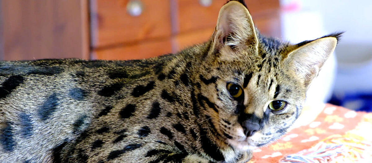 Savannah cats: nature, keeping and care | MAXI ZOO