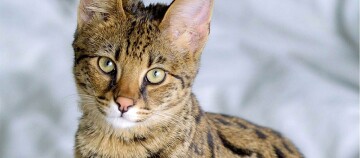 Nahaufnahme einer Savannah-Katze mit markanten Flecken und Streifen auf braunem Fell und grünen Augen