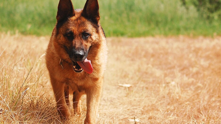 12 races de chiens de berger les plus recherchés par les français