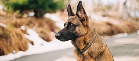 Ein Deutscher Schäferhund schaut aufmerksam.
