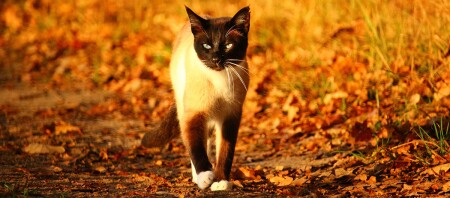 Eine Siamkatze läuft durch eine Herbstlandschaft