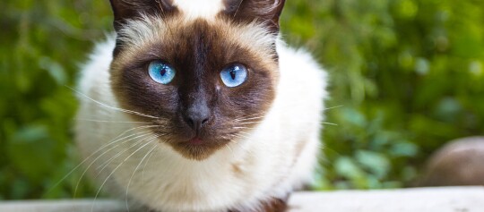 Nahaufnahme einer Siamkatze mit leuchtend blauen Augen und braunem Gesicht vor grünem Hintergrund