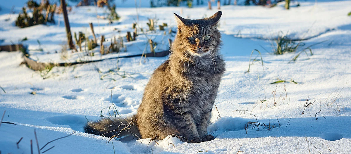 Sibirisk kat med tæt vinterpels sidder i sneen