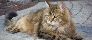 Flauschige Langhaarkatze mit getigertem Fell liegt entspannt auf Steinboden im Freien