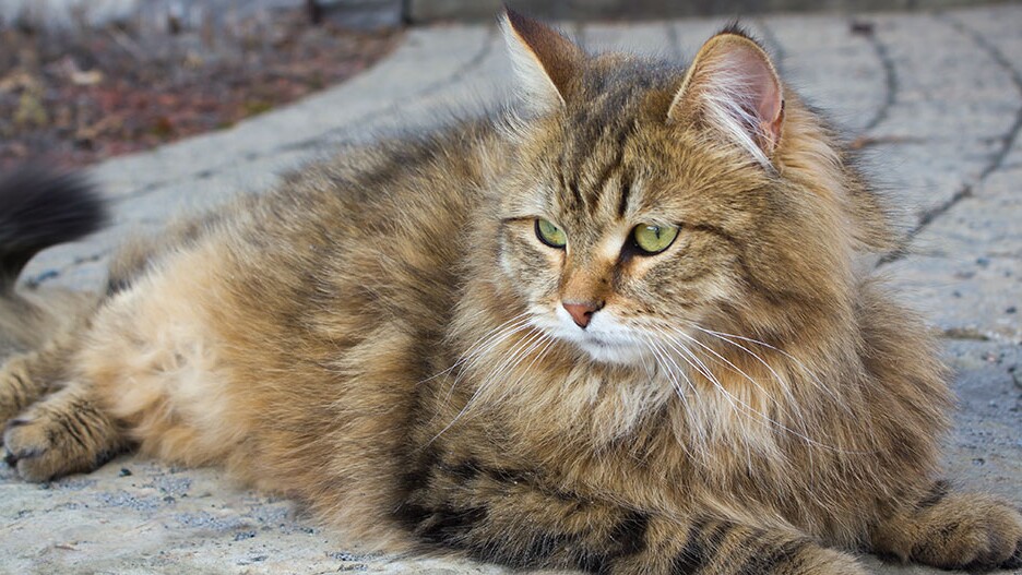 compact Ontrouw Poging De Siberische kat: karakter, kenmerken en verzorging | MAXI ZOO