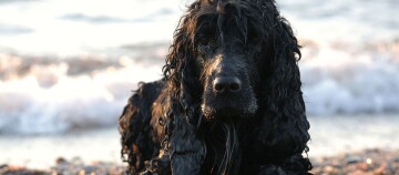 Ein Cocker Spaniel liegt am Strand.