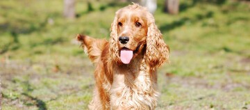 Gouden Cocker Spaniel hond met lange golvende vacht die gelukkig op groen gras buiten staat
