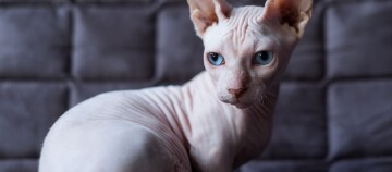 Nahaufnahme einer Sphynx-Katze mit blauen Augen und haarlosem, faltigem Körper auf einem dunklen Sofa