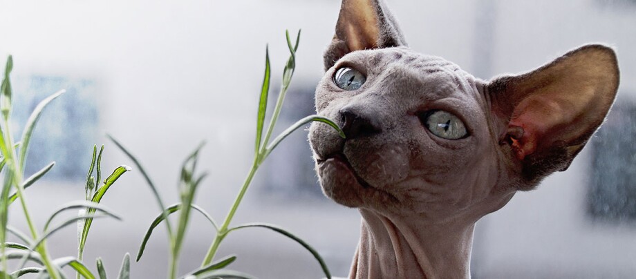Eine Sphynx-Katze schnuppert an einer Pflanze