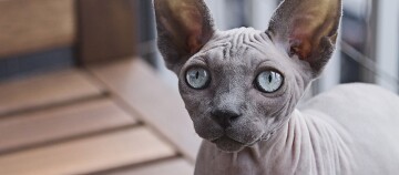 Nahaufnahme einer Sphynx-Katze mit blauen Augen und faltiger, haarloser Haut