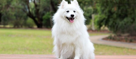 Ein Spitz sitzt auf einer Bank in Park.