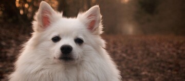 Chien blanc duveteux aux oreilles pointues dans une forêt d'automne, gros plan