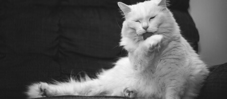 Eine Schwarz-Weiß-Aufnahme einer türkisch Angora Katze.