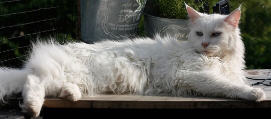 Een Turkse Angora kat ligt op een tafel