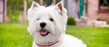 Szczęśliwy biały terier West Highland White Terrier siedzi na zielonej trawie w ogrodzie