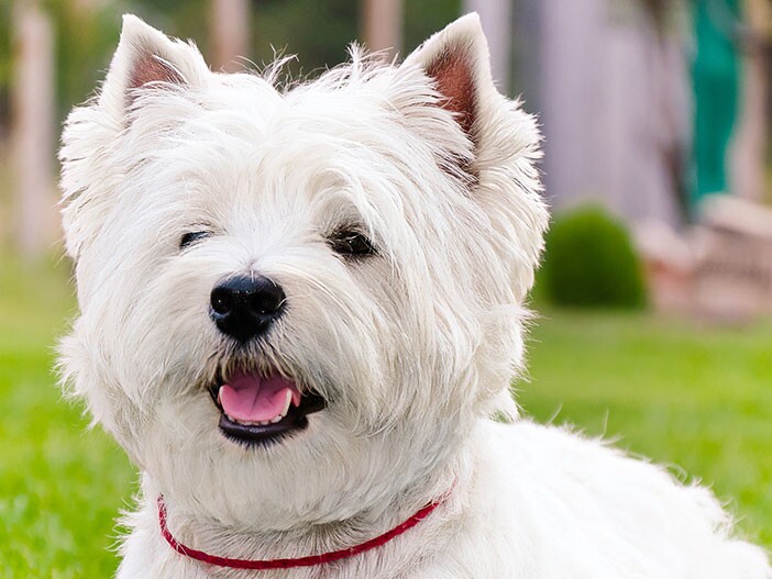 West Highland White Terrier: & Haltung | FRESSNAPF