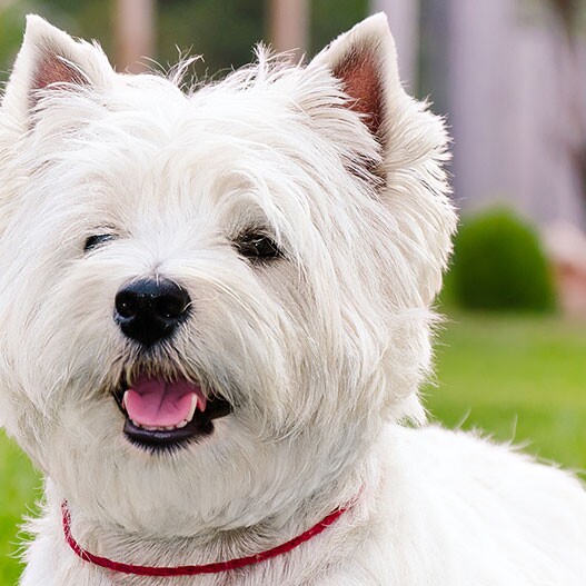 Le West Highland White Terrier | MAXI ZOO