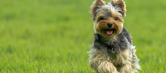 Mały pies rasy Yorkshire Terrier biega radośnie po zielonej trawie z czerwonym obrożą i zawieszką