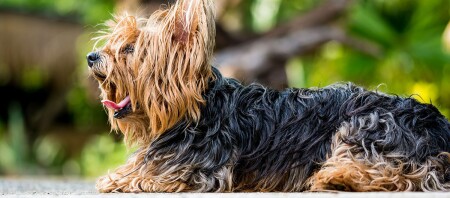 Ein Yorkshire Terrier gähnt