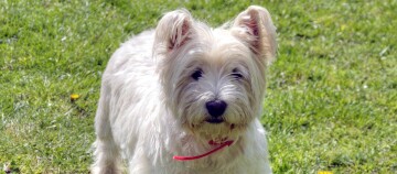 Petit chien blanc avec collier rouge debout sur l'herbe verte en plein air