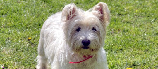 Petit chien blanc avec collier rouge debout sur l'herbe verte en plein air