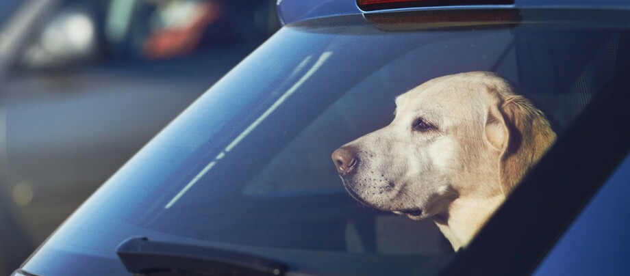 Hund sitzt im Kofferraum und schaut aus dem Fenster