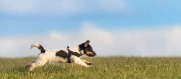 Mały pies rasy Jack Russell Terrier biegnie przez zieloną trawę pod niebieskim niebem
