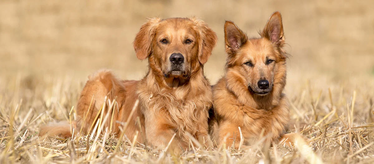Zwei Hunde, ein Golden Retriever und ein Deutscher Schäferhund-Mix, liegen nebeneinander auf einem trockenen Grasfeld.