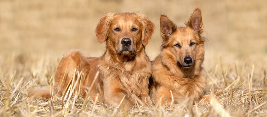 Rüde und Hündin liegen auf einem Feld nebeneinander, Verschiedene Geschlechter