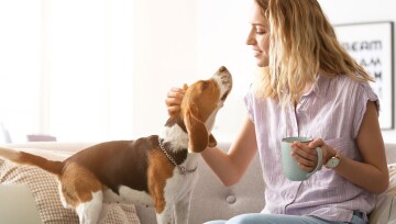 Frau sitzt Kaffee-trinkend auf der Couch und streichelt ihren Beagle Junge Frau streichelt liebevoll ihren Beagle-Hund auf dem Sofa und hält eine Tasse Kaffee in der Hand